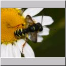 Cerceris quinquefasciata - Knotenwespe 02c 9mm OS-Hasbergen Lehmhuegel.jpg